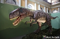 VBS_0970 - Dinosauri. Terra dei giganti